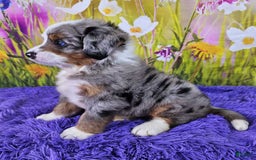 Mini Bernedoodle dogs for sale: Larkspur Mini - Image 13