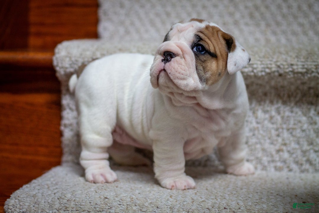 English Bulldog dogs for sale: Lola - Image 1