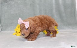 Miniature Poodle dogs for sale: Vanessa - Image 1