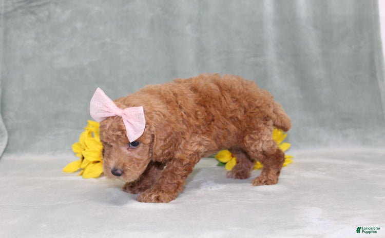 Miniature Poodle dogs for sale - Ad 5
