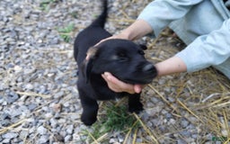 Norwegian Elkhound dogs for sale: Bridger - Image 2