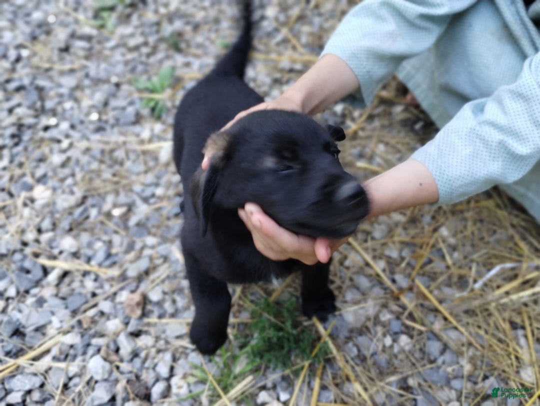 Norwegian Elkhound dogs for sale: Bridger - Image 2