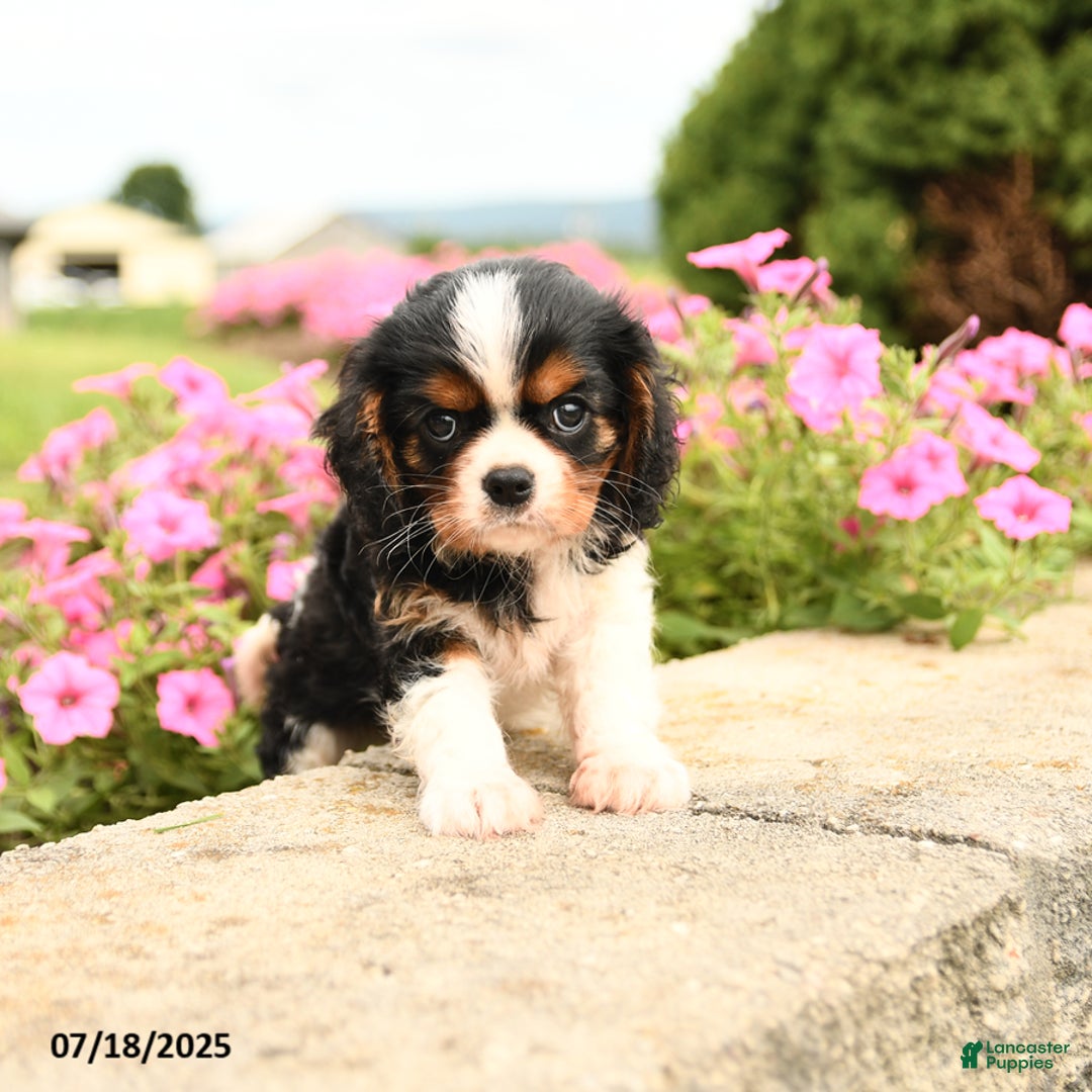 Cavalier King Charles Spaniel dogs for sale: Jack - Image 4