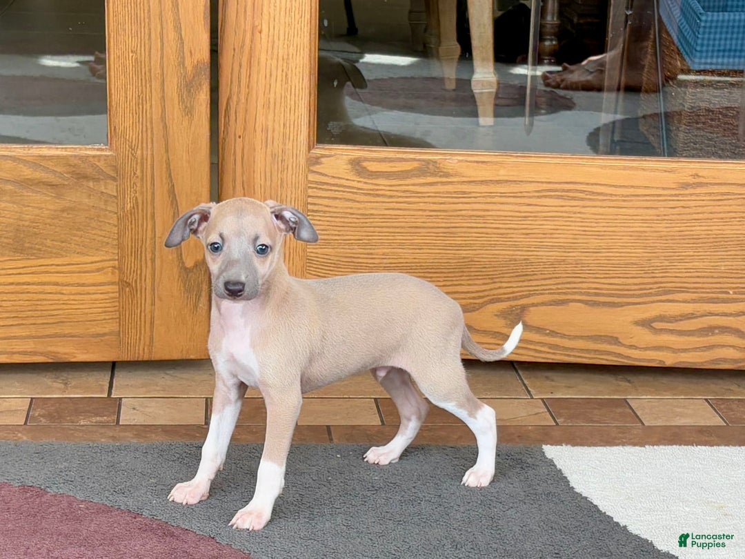 Italian Greyhound dogs for sale: Noah - Image 4