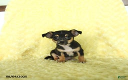 Chihuahua dogs for sale: Buster - Image 3