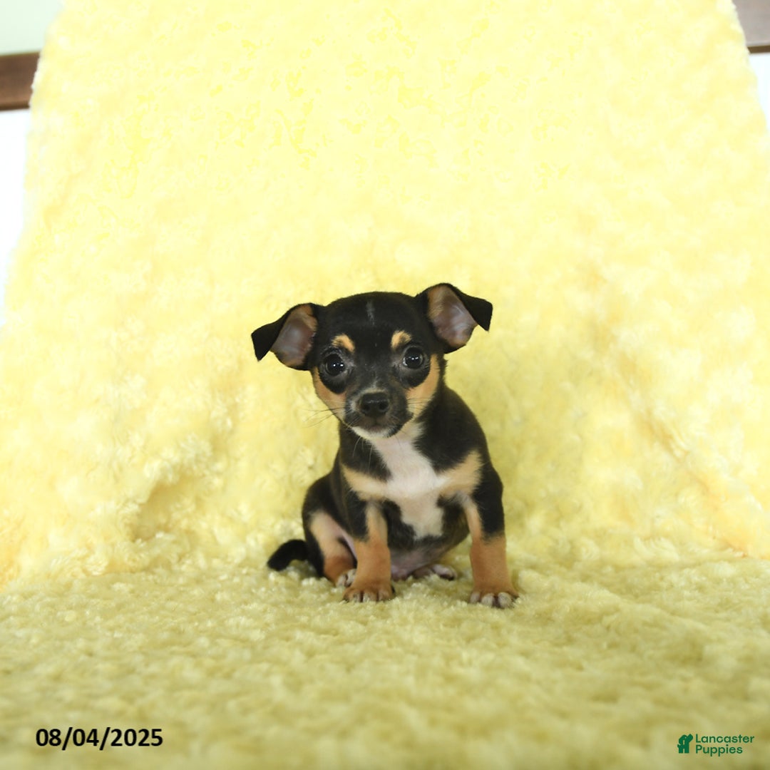 Chihuahua dogs for sale: Buster - Image 3