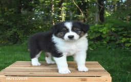 Australian Shepherd dogs for sale: Alivia - Image 5