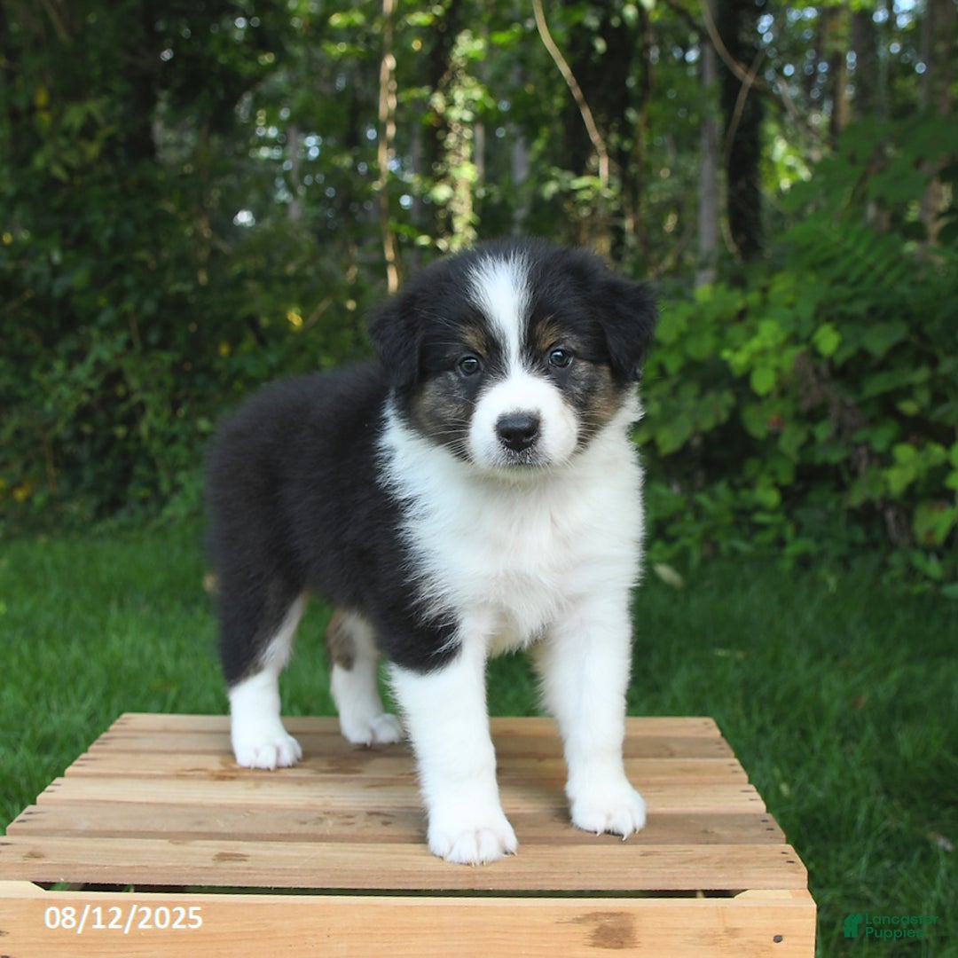 Australian Shepherd dogs for sale: Alivia - Image 5