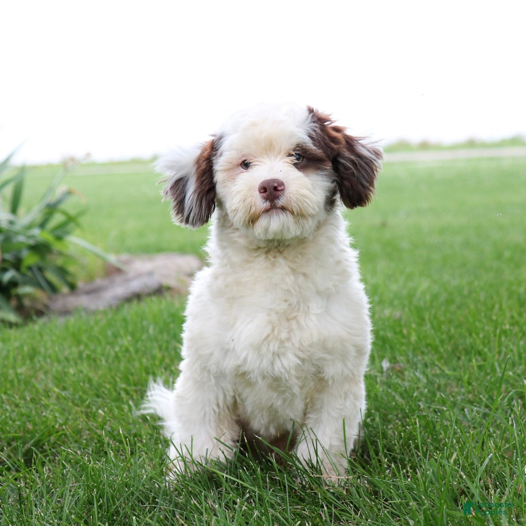 Shihpoo dogs for sale: Billy - Image 17