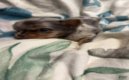 Chihuahua dogs for sale: Lucky - Image 3