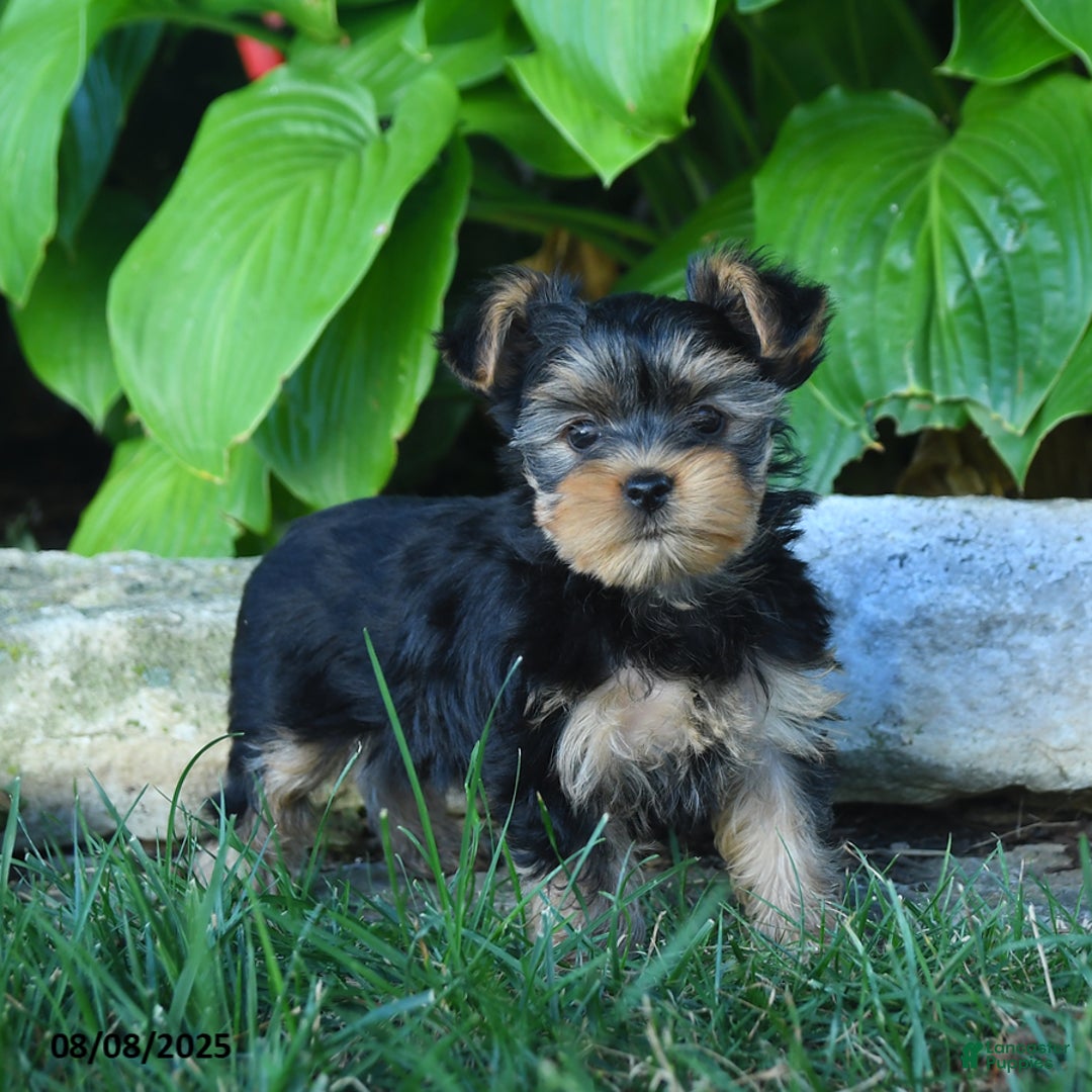 Yorkshire Terrier dogs for sale: Tina - Image 1