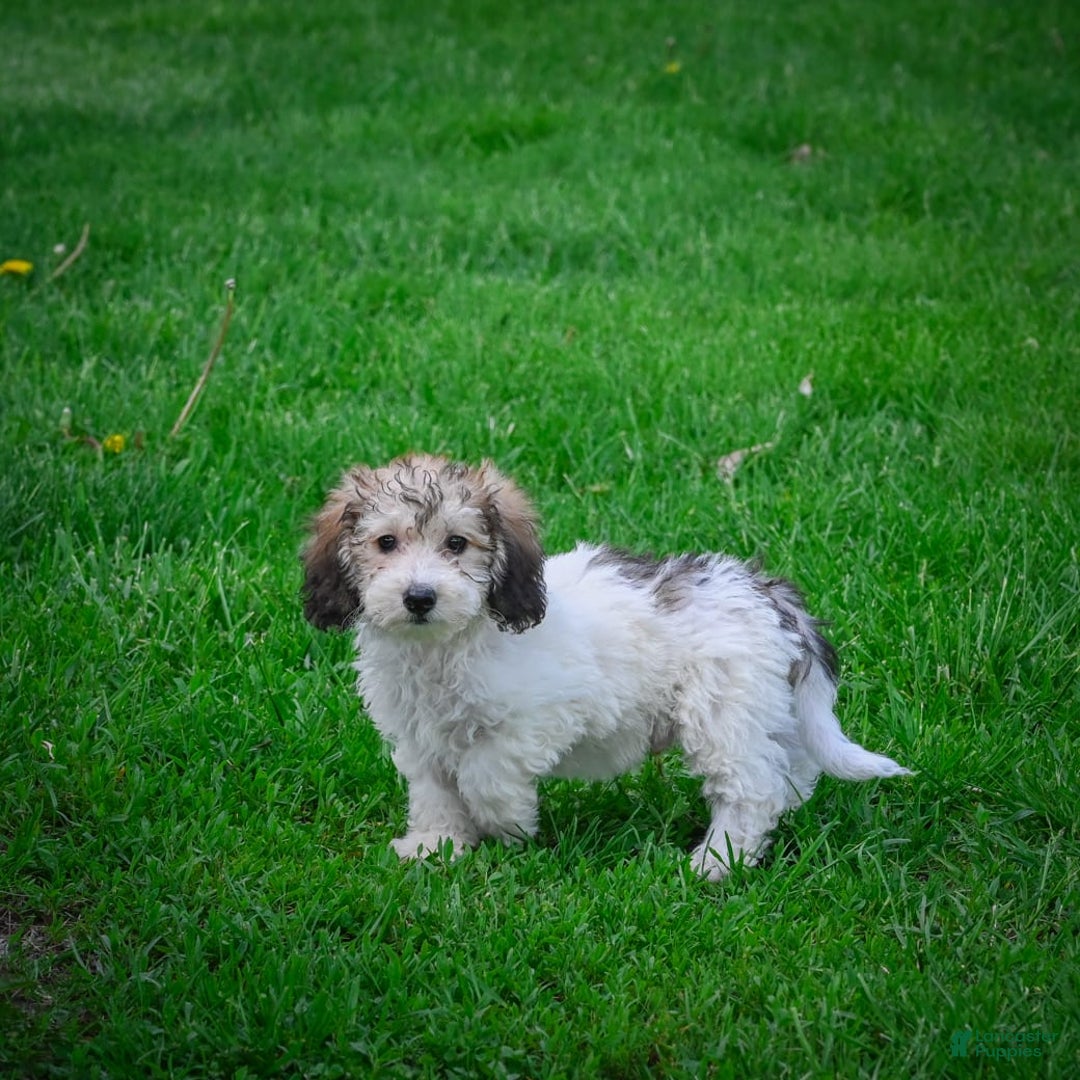 Bichpoo dogs for sale: Barry - Image 9