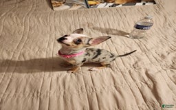 Chihuahua dogs for sale: Toy Lily - Image 3