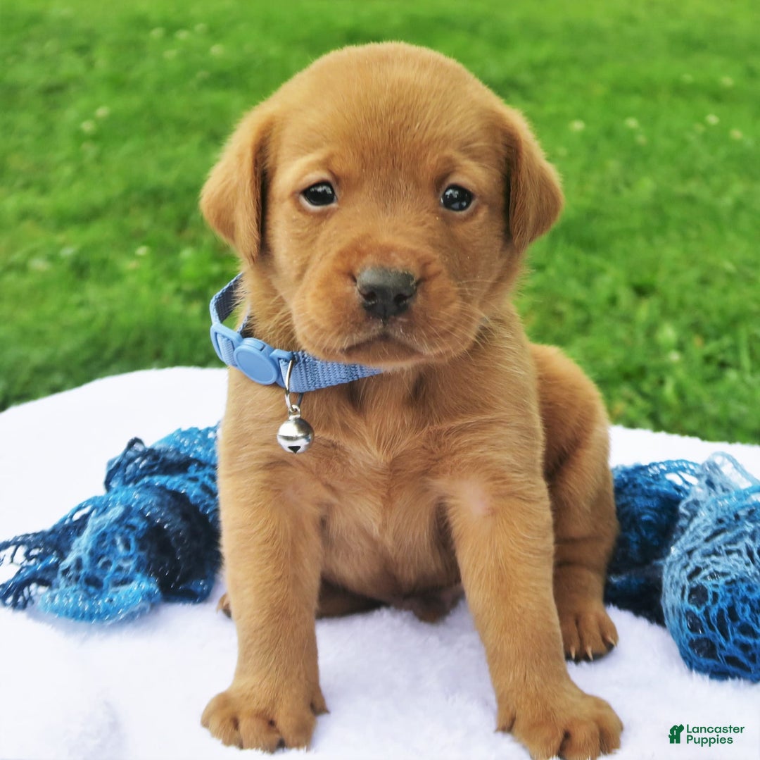 Labrador Retriever dogs for sale: Firecracker - Image 1