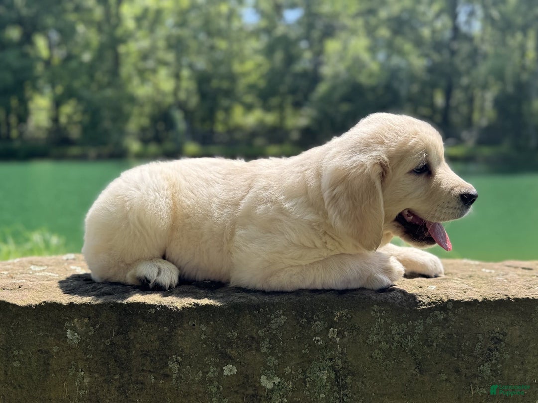 Golden Retriever dogs for sale: Nova - Image 11