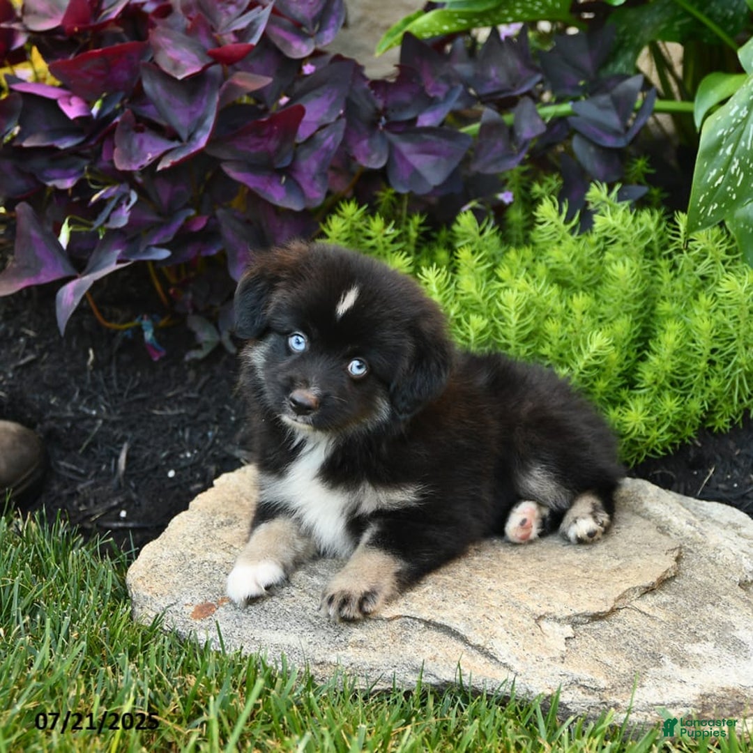 Miniature Australian Shepherd dogs for sale: Chase - Image 10