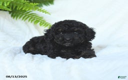 Miniature Poodle dogs for sale: Harmony - Image 5