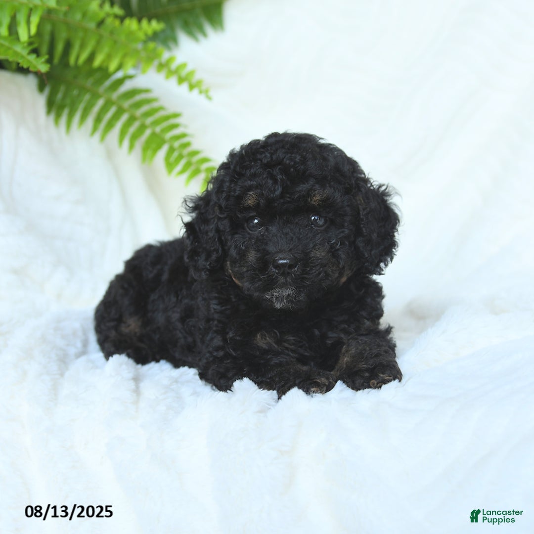 Miniature Poodle dogs for sale: Harmony - Image 5