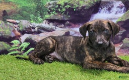 Catahoula Leopard Dog dogs for sale: Jesse 2025 Male 1 - Image 1