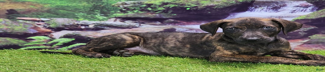 Jesse 2025 Male 1