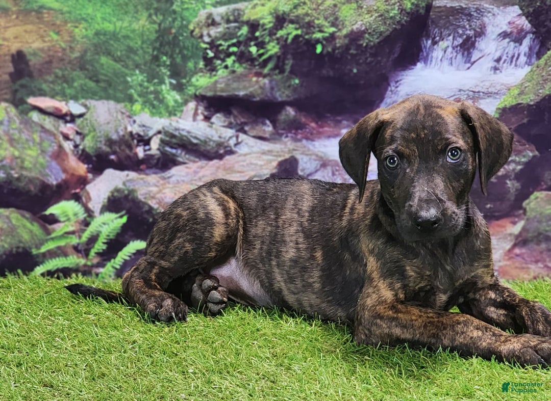 Catahoula Leopard Dog dogs for sale: Jesse 2025 Male 1 - Image 1