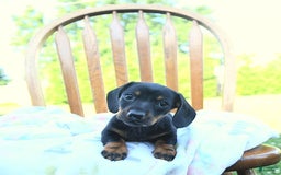 Miniature Dachshund dogs for sale: Twinkle - Image 3