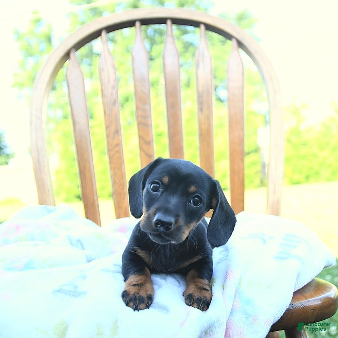 Miniature Dachshund dogs for sale: Twinkle - Image 3