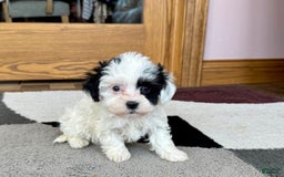 Havanese dogs for sale: Leona - Image 3