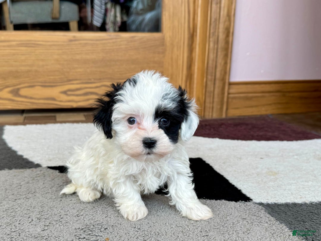 Havanese dogs for sale: Leona - Image 3