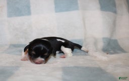 Miniature Dachshund dogs for sale: Mickey Mini - Image 7