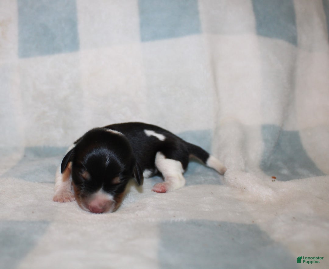 Miniature Dachshund dogs for sale: Mickey Mini - Image 7