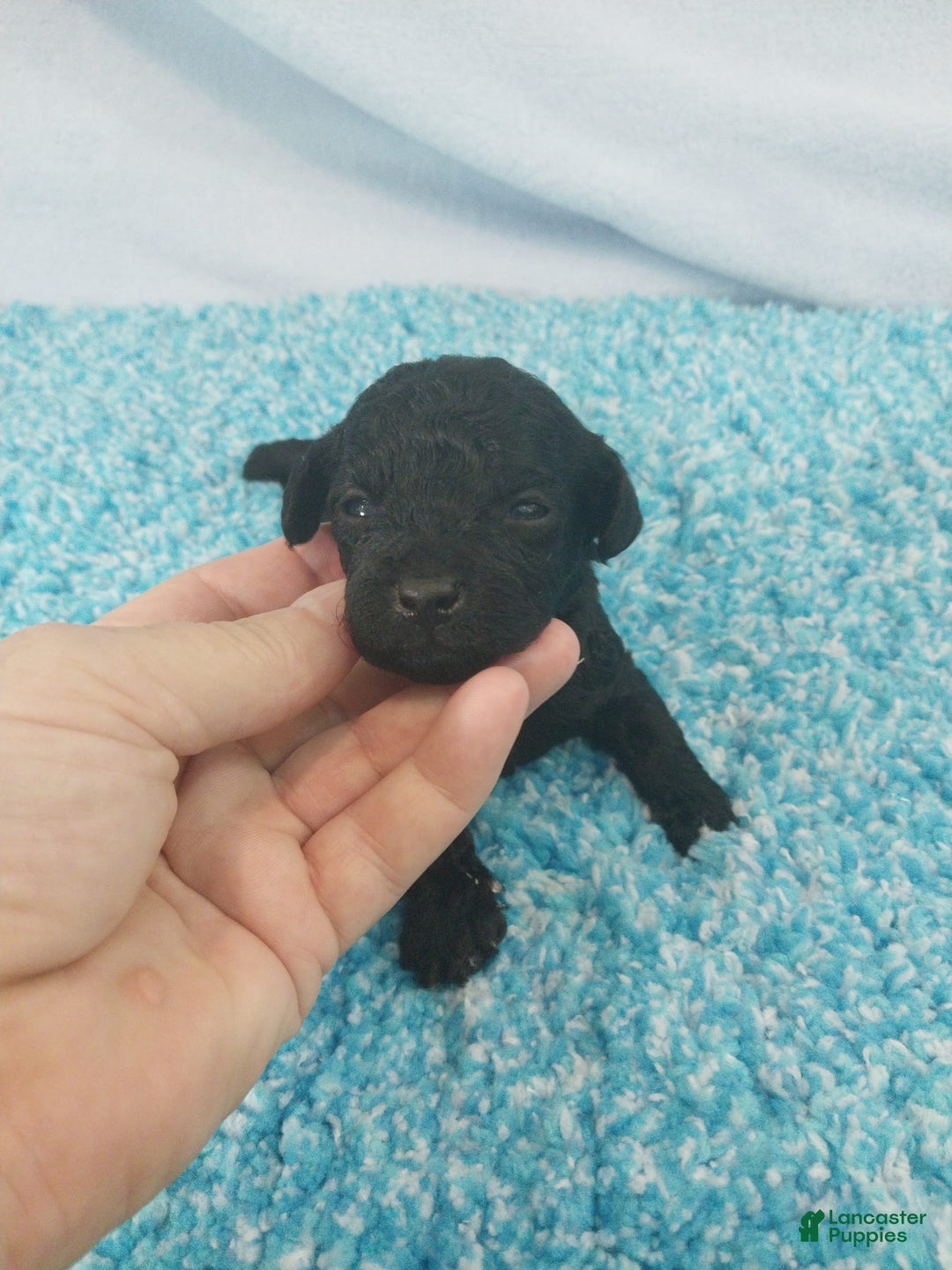Toy Poodle dogs for sale: Derby - Image 1