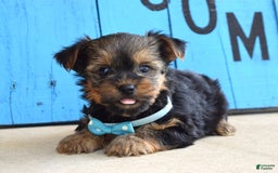 Yorkshire Terrier dogs for sale: Anderson - Image 8