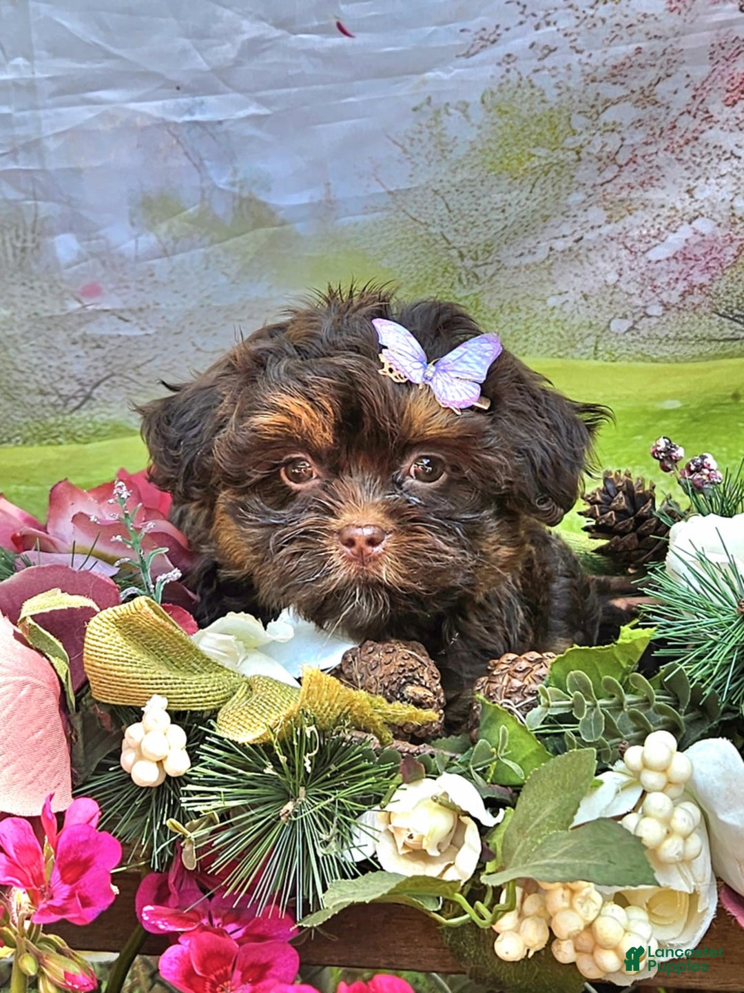 Maltipoo dogs for sale: Rare chocolate - Image 4