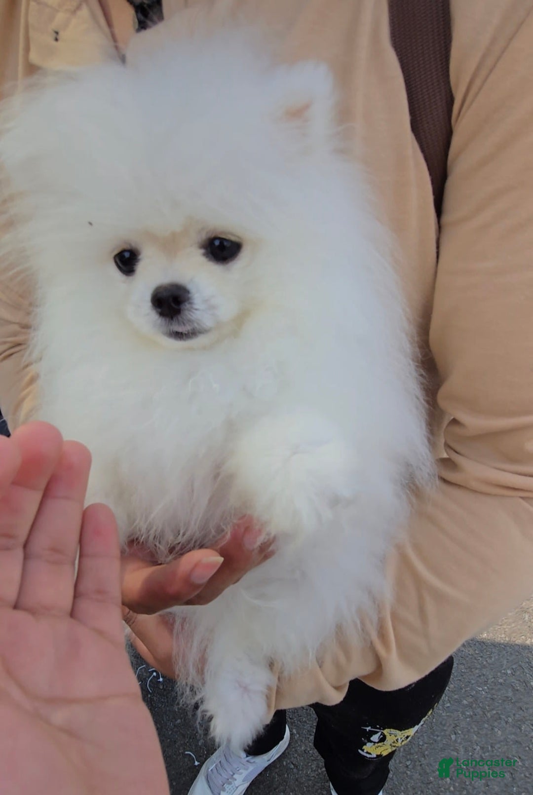 Pomeranian dogs for sale: Teodoro - Image 3