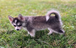 Pomsky dogs for sale: Tiny Girl - Image 4