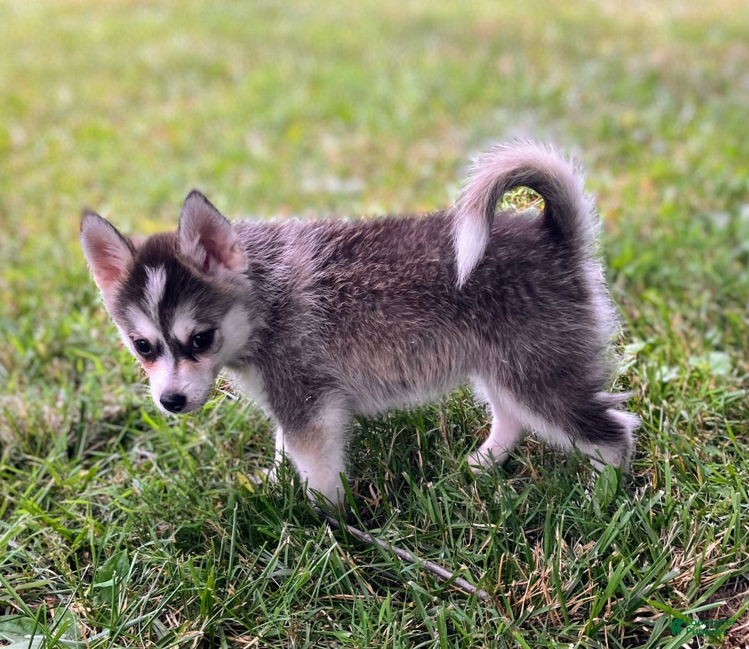 Pomsky dogs for sale: Tiny Girl - Image 4