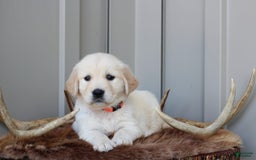 Golden Retriever dogs for sale: Scout - Image 1