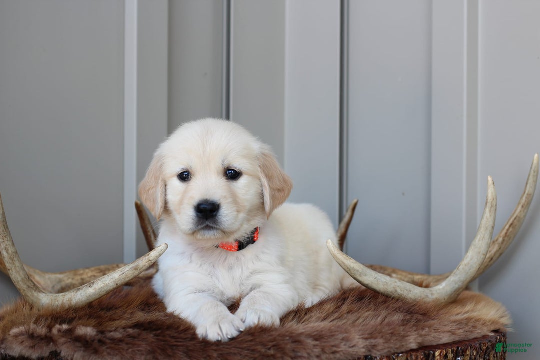 Golden Retriever dogs for sale: Scout - Image 1