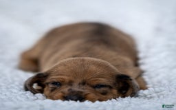 Miniature Dachshund dogs for sale: Celebrity - Image 1