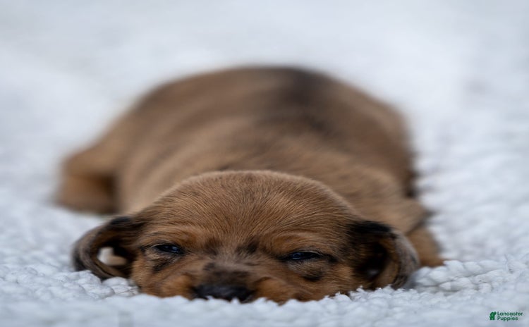 Miniature Dachshund dogs for sale - Ad 1