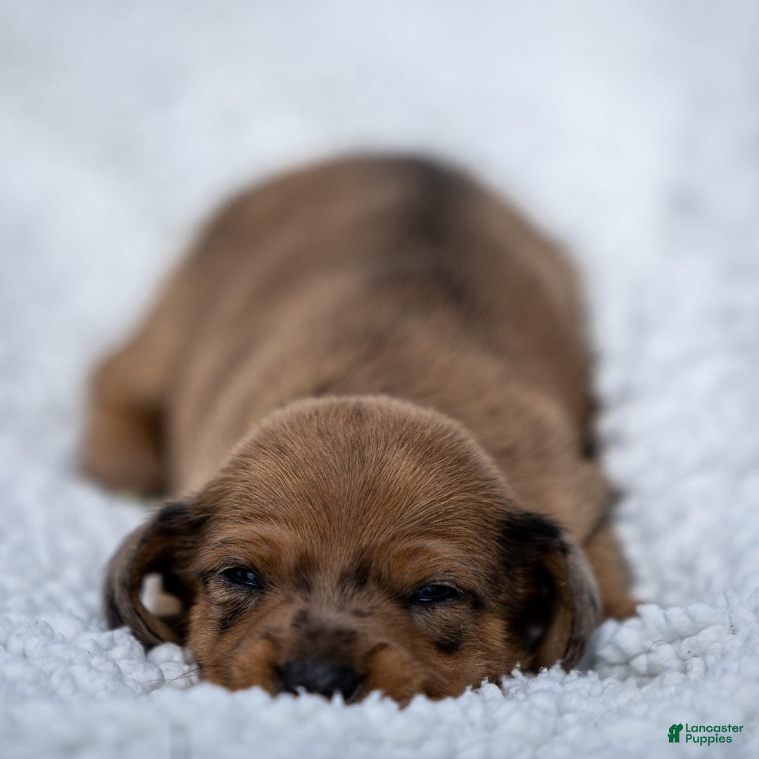 Miniature Dachshund dogs for sale: Celebrity - Image 1
