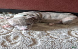 American Bully dogs for sale: Green Girl - Image 11