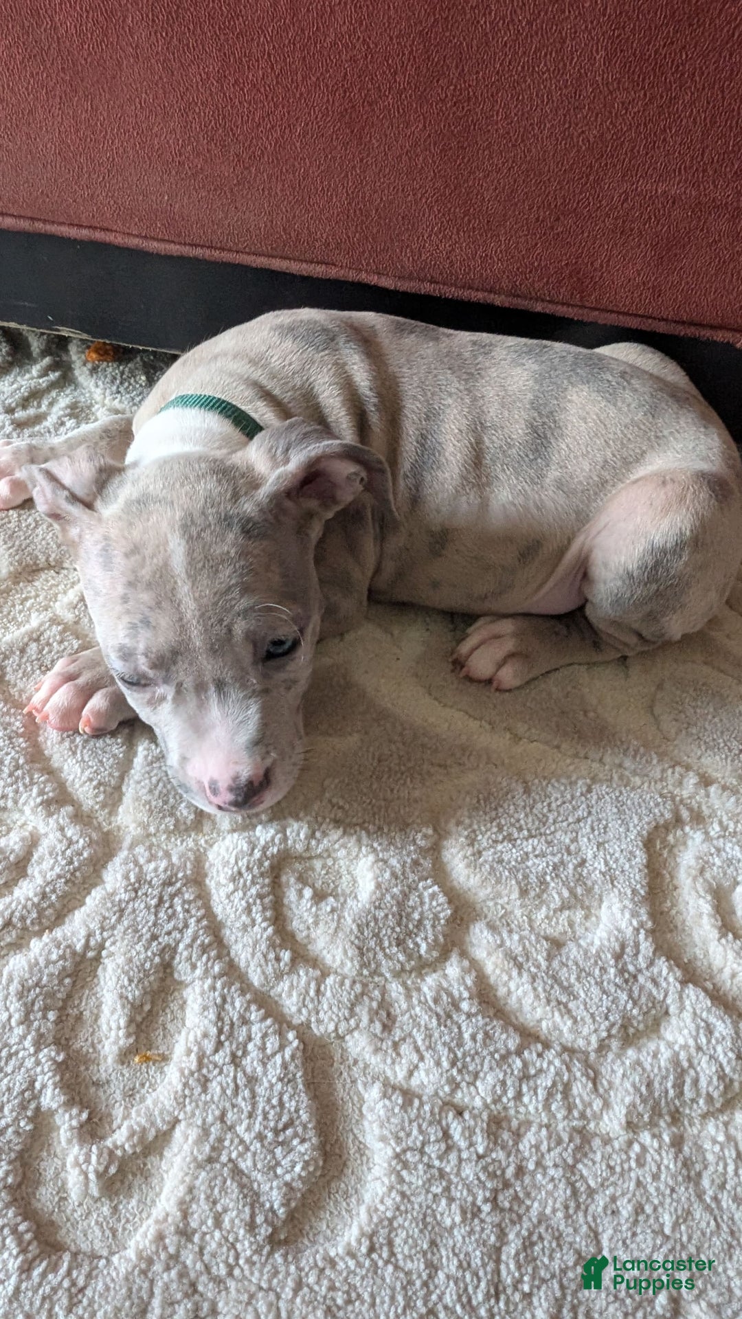 American Bully dogs for sale: Green Girl - Image 11