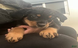 Rottweiler dogs for sale: Champ - Image 2