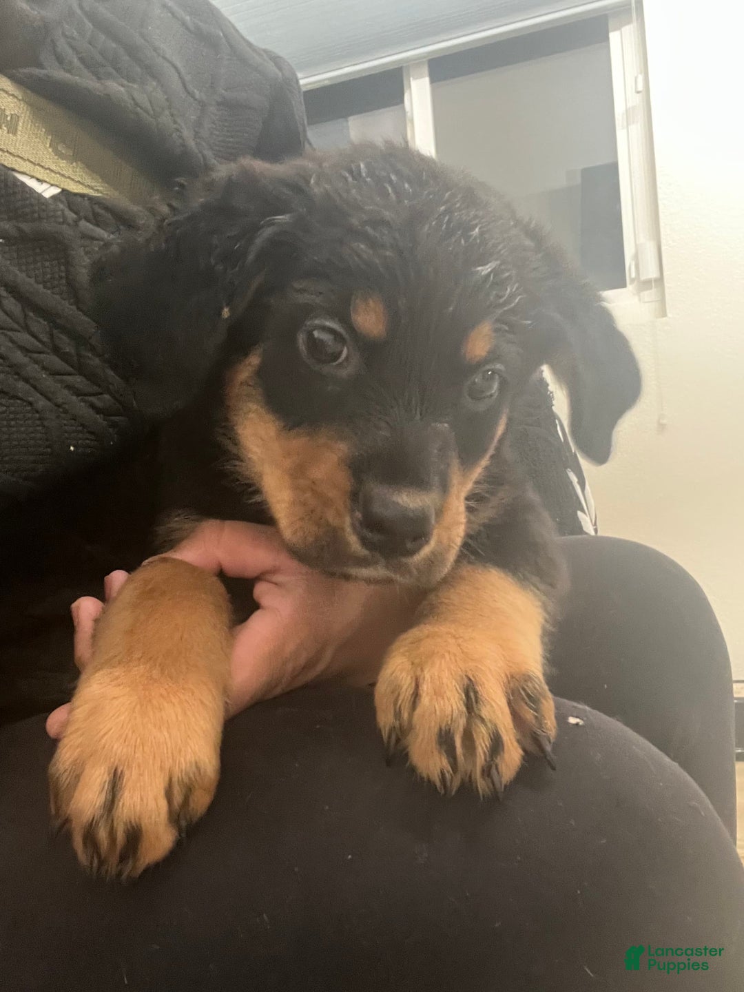 Rottweiler dogs for sale: Champ - Image 2
