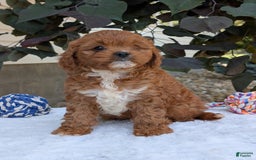 Cavapoo dogs for sale: Sara - Image 7