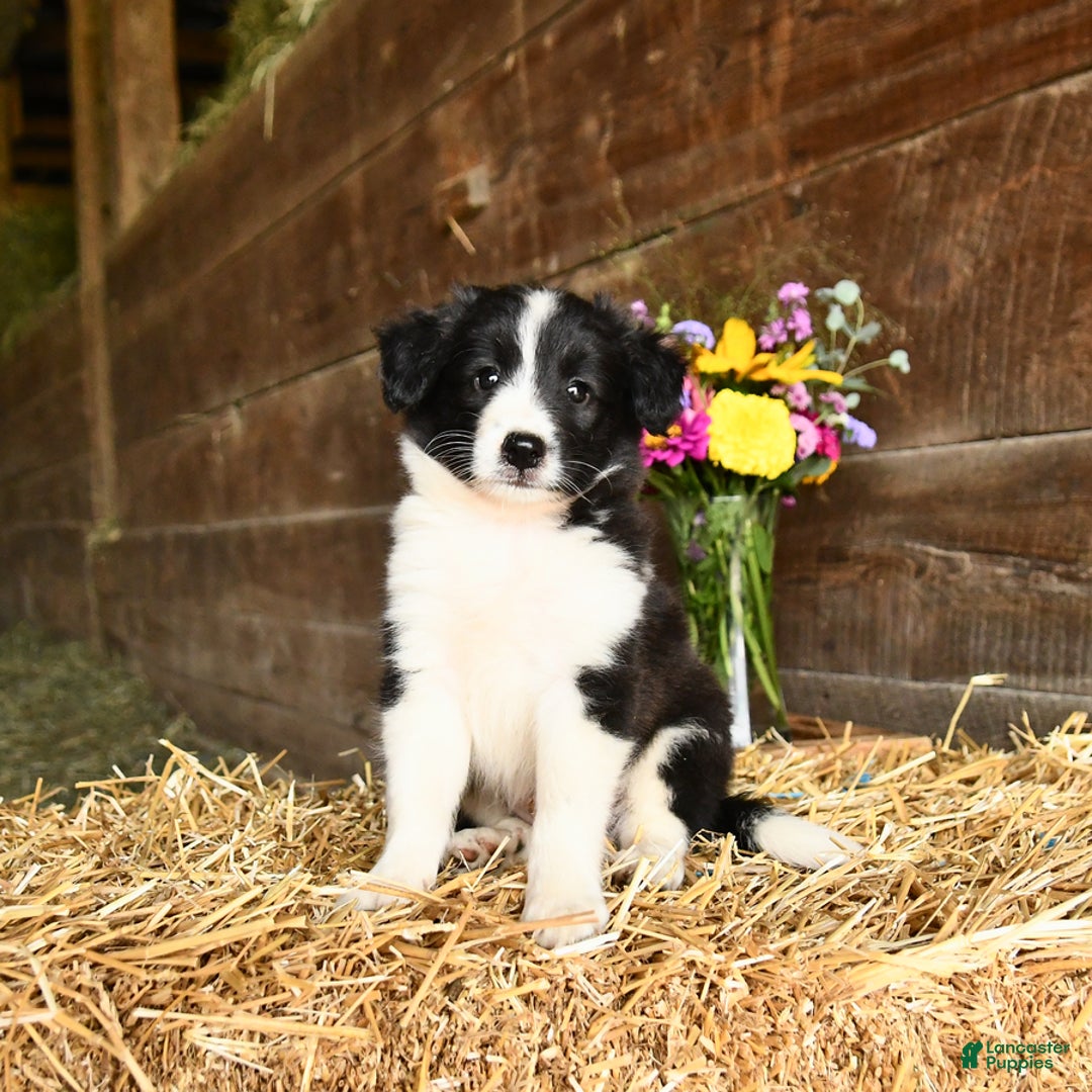 Shetland Sheepdog dogs for sale: Cowboy - Image 1
