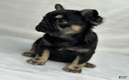 French Bulldog dogs for sale: Roxy - Image 7