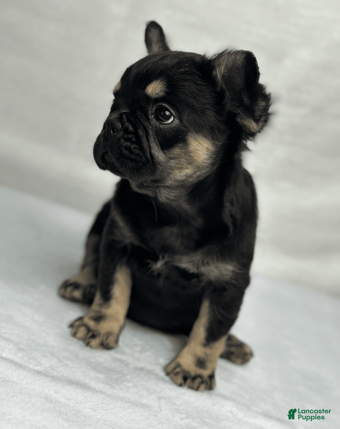 French Bulldog dogs for sale: Roxy - Image 7
